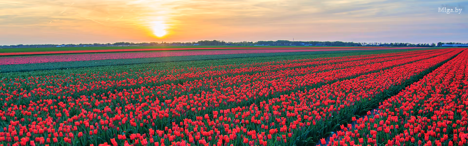 Туры на тюльпановое поле Беларуси