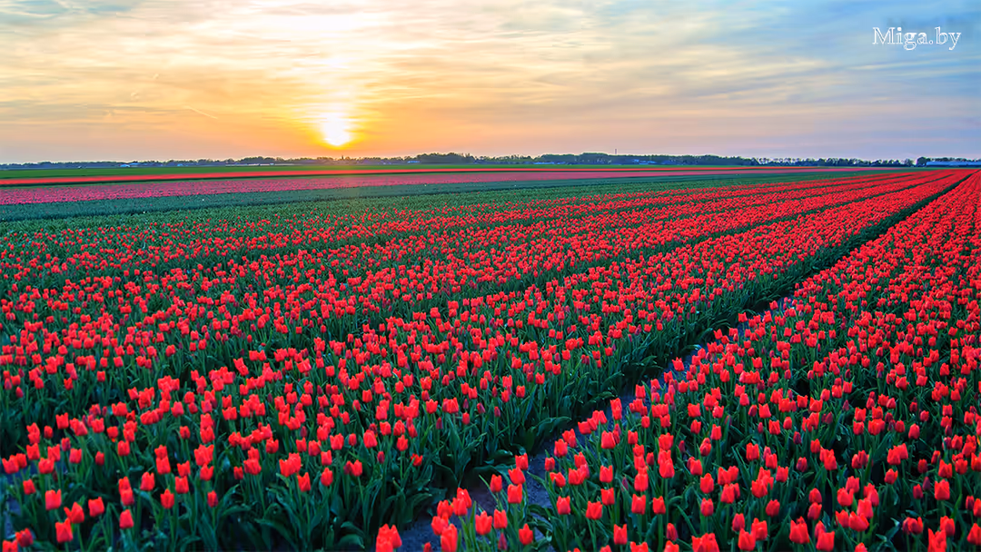 Автобусные туры на поле тюльпанов в Беларуси