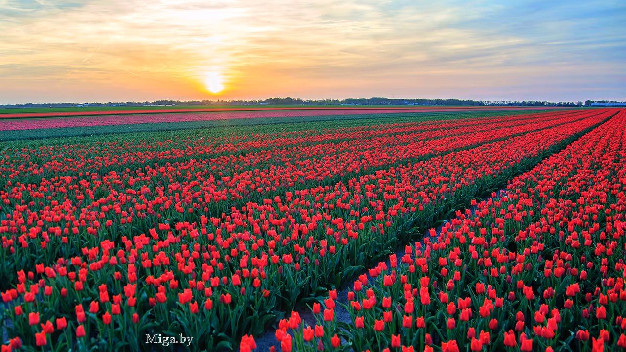 Белорусские поля с тюльпанами