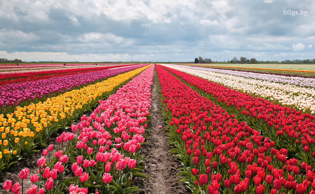 Экскурсии на тюльпановое поле РБ